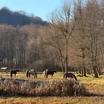 En Pleine Nature Avec Chevaux * Soucht