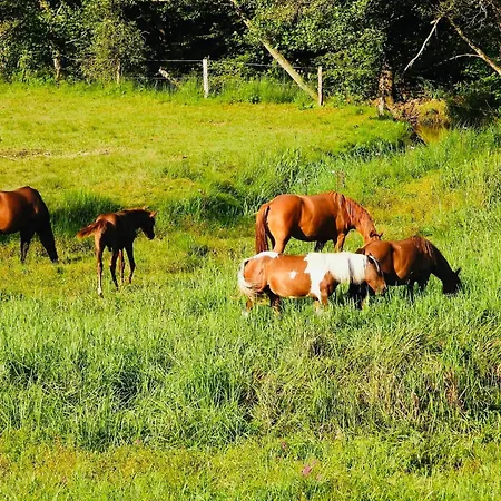 En Pleine Nature Avec Chevaux Guest house Soucht