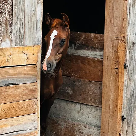 Guest house En Pleine Nature Avec Chevaux Soucht
