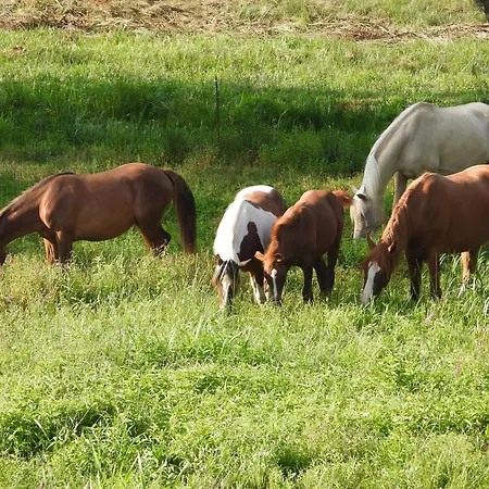 En Pleine Nature Avec Chevaux Vendégház