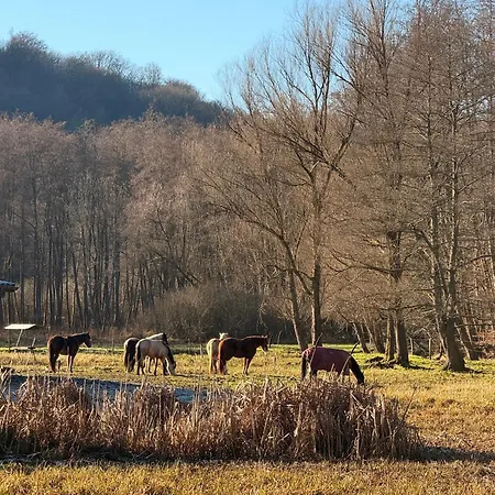 En Pleine Nature Avec Chevaux * Soucht