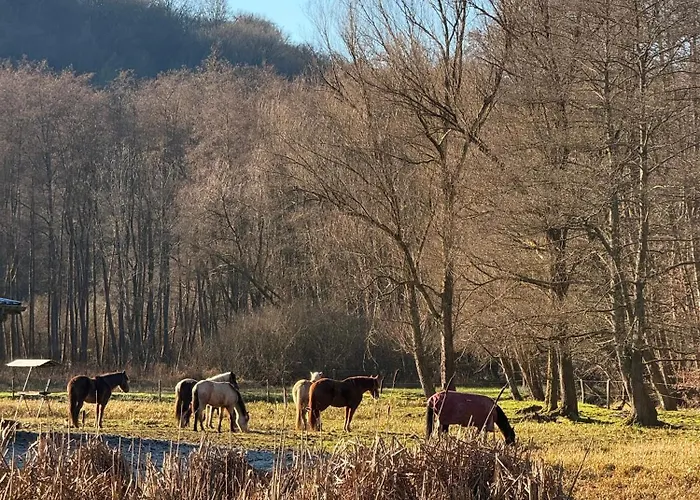 En Pleine Nature Avec Chevaux * Soucht